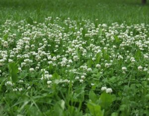 Газонная трава Декоративная 10 кг Ситилинк Тольятти