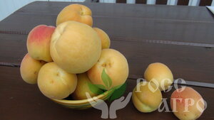 Саженцы абрикоса Супериор 952105 Апельсин Липецк