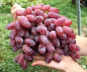 Саженцы винограда Ризимат 952111 Интек Самара