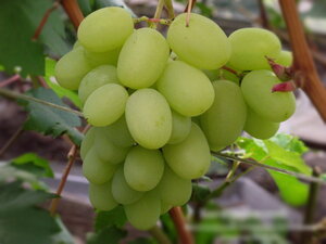 Саженцы винограда Богатяновский 952137 Интек Оренбург