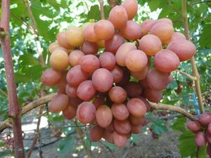 Саженцы винограда Гурман ранний 952177 Апельсин Рязань