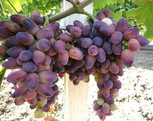 Саженцы винограда Красотка 952182 Лента Мурманск