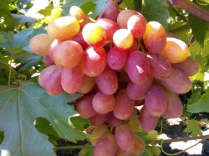 Саженцы винограда Ксения (Анжелика) 952185 Метро Калининград