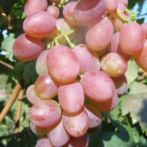 Саженцы винограда Симпатия (Виктор-2) 952187 Маяк Ногинск