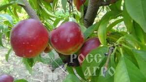 Саженцы персика Рубиновый-4 (сорт нектаринов) Гипермолл Новополоцк