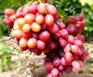 Саженцы винограда Анюта 952240 Уютерра Калуга