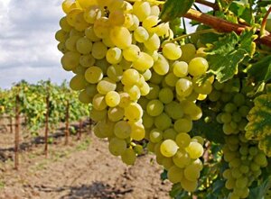 Саженцы винограда Италия 952262 Ашан Омск
