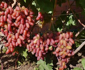 Саженцы винограда Юбилей Новочеркасска [grape Касторама Котельники