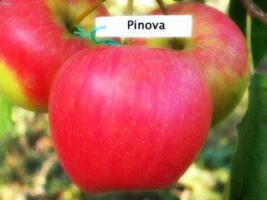 Саженцы яблони Пинова 952293 Интек Оренбург