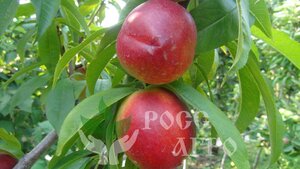 Саженцы персика Рубиновый-8 (сорт нектаринов) Интек Волгоград