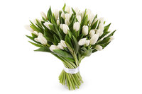 Букет 51 тюльпан, белые - Лента Москва