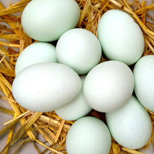 Яйцо куриное фабрики Дивеевское С0, белое, упаковка 10 шт 973677