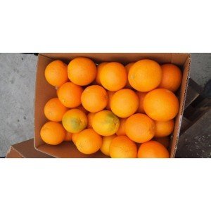 Апельсины Египет 902950