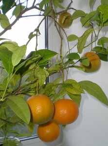 Апельсиновое дерево Orange Tree Hamlin