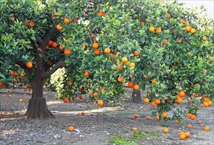 Апельсиновое дерево Orange Tree Valencia Late 902879