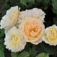 Роза Лемон Ваза (Rosa Lemon Vaza)