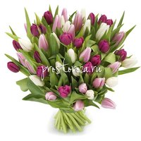 Букет из 45 лиловых и розовых тюльпанов (S3037)