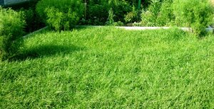 Трава газонная Для ленивых (карликовый) Твой дом 
