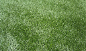 Трава газонная Mini Grass (Карликовый газон)
