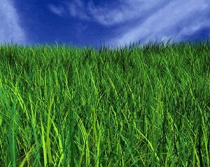 Газонная трава Теневыносливая 10 кг Касторама 