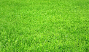 Трава газонная Trifolium Golfmaster 910338 Бауцентр 