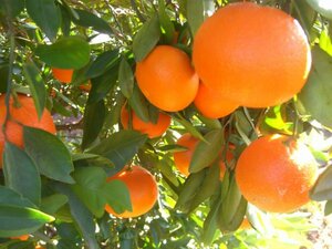 Клементин (гибрид мандарина и апельсина) Ароматный мир 