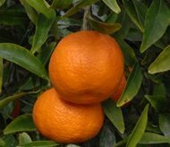 Клементин (гибрид мандарина и апельсина) Семья 