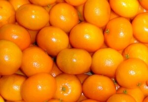 Клементин (гибрид мандарина и апельсина) Citrus clementina Clemenules 930817