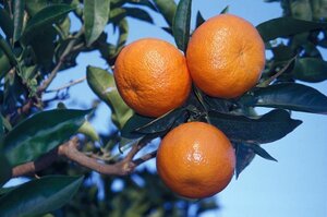 Клементин (гибрид мандарина и апельсина) Citrus clementina Clemenvilla 930823