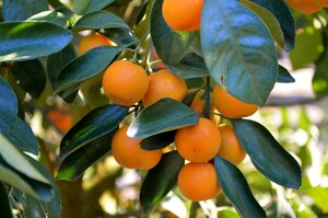 Мандариновое дерево Citrus reticulata Sochi 930915