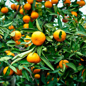 Мандариновое дерево Citrus reticulata Changsha Билла 