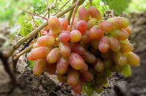 Саженцы винограда Виктор 952100 Гипермолл 