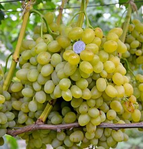 Саженцы винограда Галахад 952140