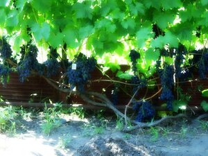 Саженцы винограда Кадрянка 952158 Стройландия 