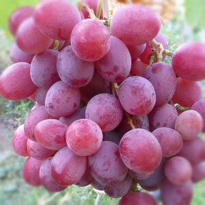 Саженцы винограда Атаман 952161 Интек 