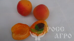 Саженцы абрикоса Луиза бланк 952167