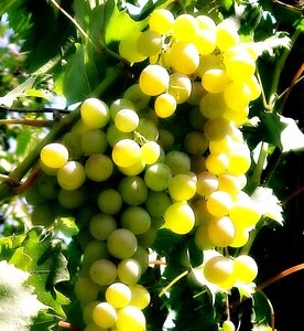 Саженцы винограда Плевен 952178 Добрострой Астрахань