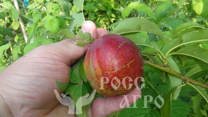 Саженцы персика Рубиновый-7 (сорт нектаринов)