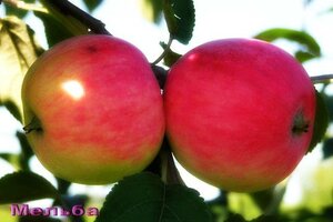 Саженцы яблони Мельба 952197