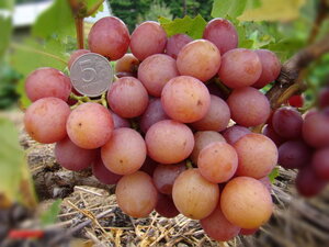 Саженцы столового винограда Ливия 952199