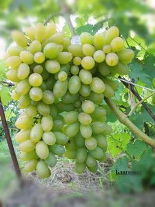 Саженцы винограда Благовест 952214 Аксон 