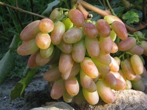 Саженцы винограда Юбилей Новочеркасска 952241