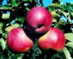 Саженцы яблони Флорина 952249