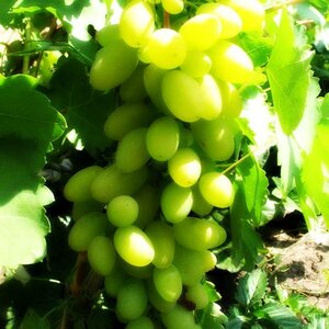 Саженцы винограда Тимур 952260