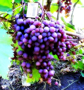 Саженцы винограда Кишмиш запорожский 952280 Стройпарк 
