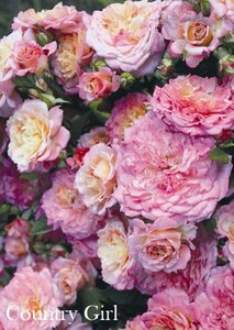 Роза флорибунда Кантри Герл (вишнёво-красный) 1шт IMPERIAL ROSE 952027