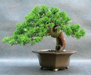 Канада (RES) Можжевельник китайский (Juniperus chinensis)