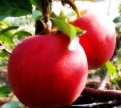 Саженцы яблони Гала Маст 952063