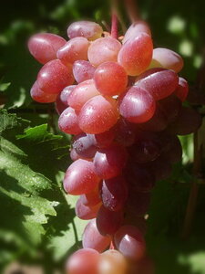 Саженцы винограда кишмишного Юпитер 952098 Карусель 