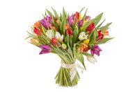 Букет из 51 разноцветного тюльпана ОКЕЙ Краснодар